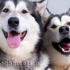 Feed i kako alaskan malamute? Približna prehrana